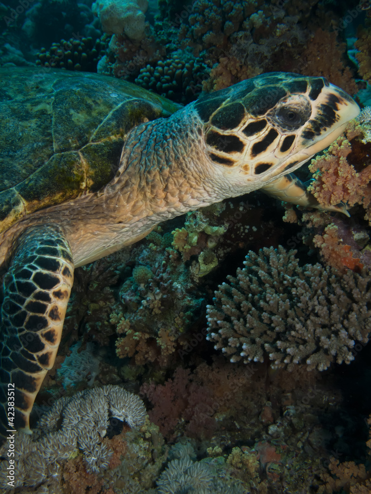 Fototapeta premium Hawksbill Turtle (Eretmochelys imbricata)
