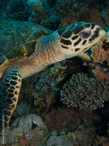 Hawksbill Turtle (Eretmochelys imbricata)