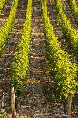 The vineyards of Sancerre in France
