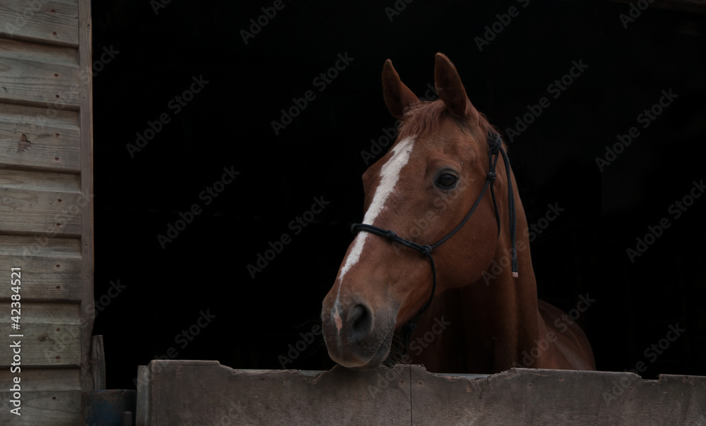 Fototapeta premium Stabled