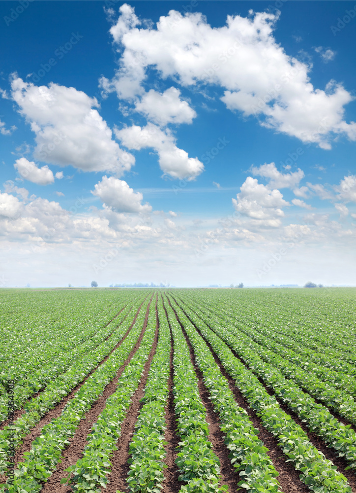 Agriculture, green soy plant field in spring