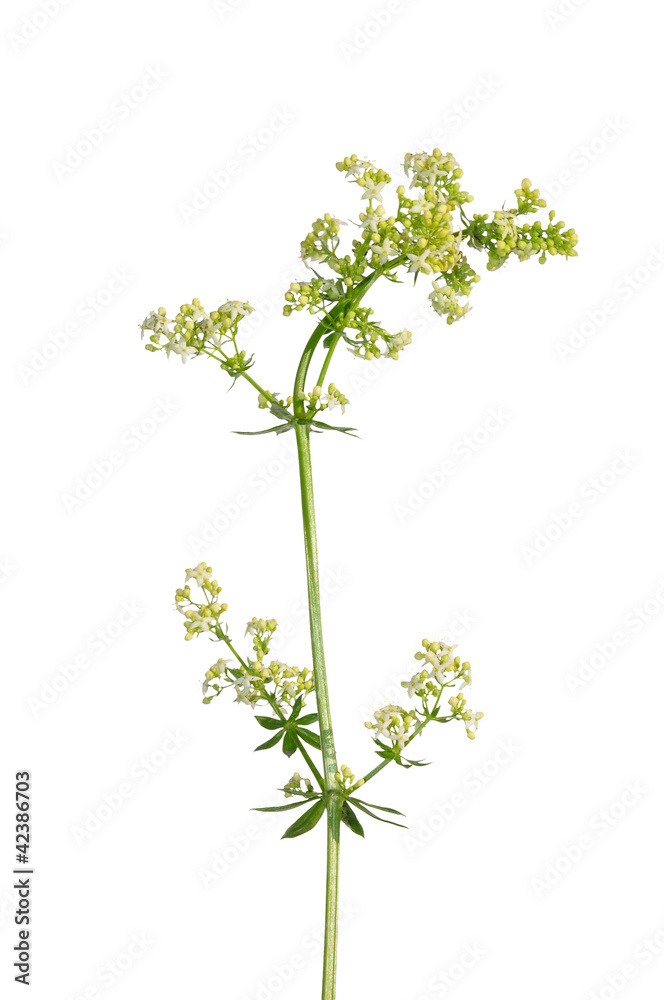 Wiesen-Labkraut (Galium mollugo) Wiesen-Labkraut (Galium mollugo)