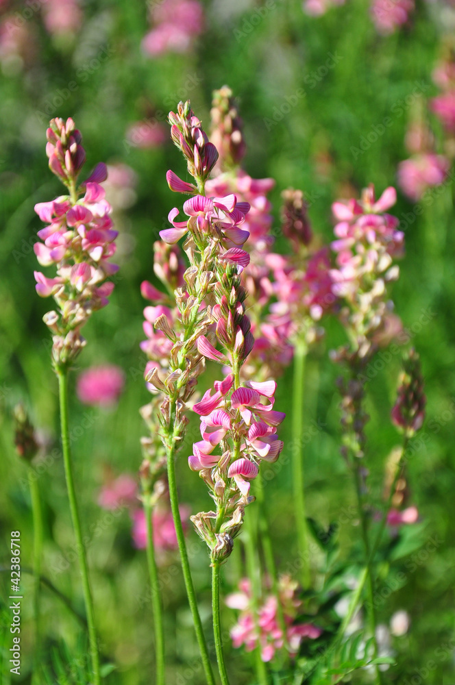 Obraz premium Saat-Esparsette (Onobrychis viciifolia)
