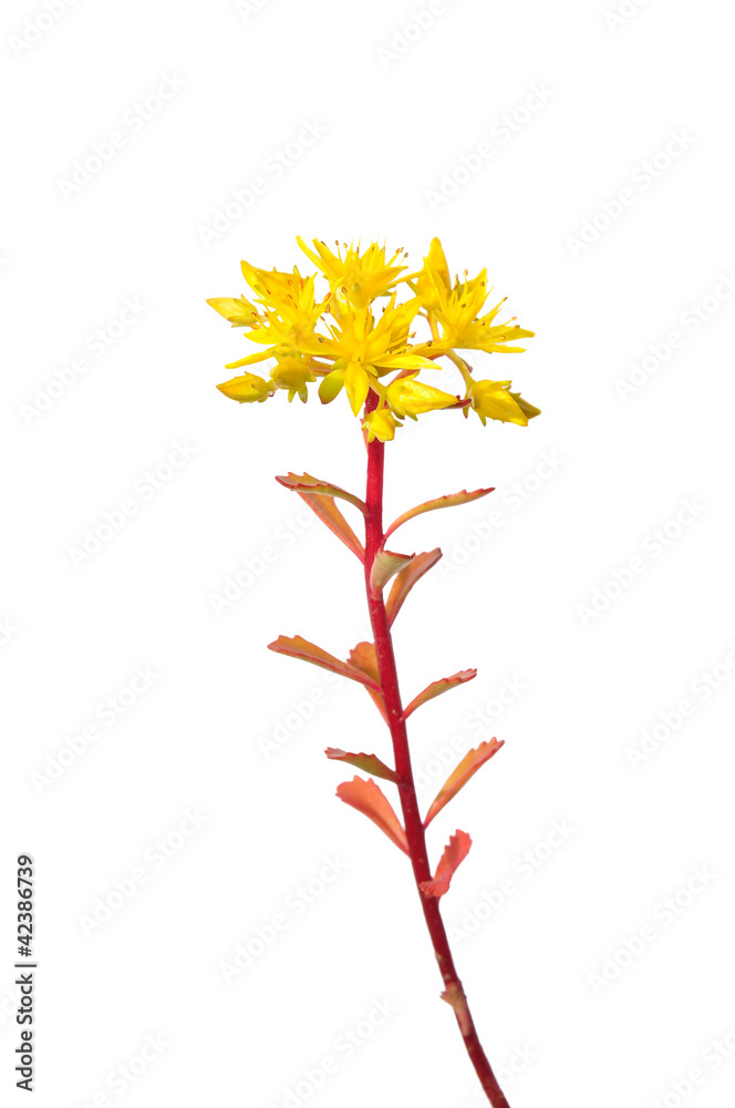 Mauerpfeffer Blüten Mauerpfeffer Blüten