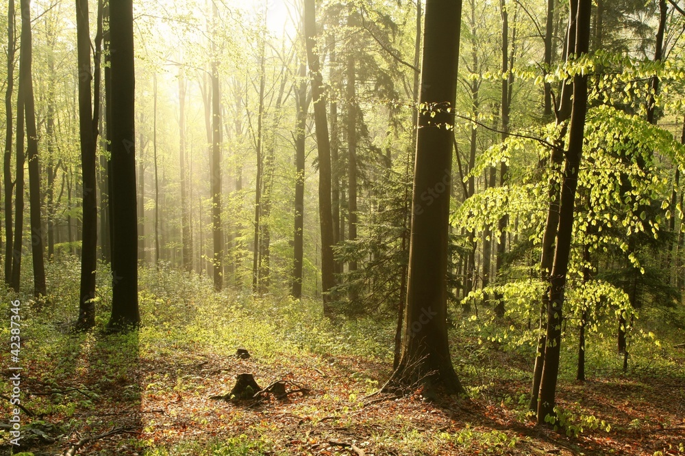 Fotobehang Mistig Bos Beukenbos in een natuurgebied in de lenteochtend #42387346