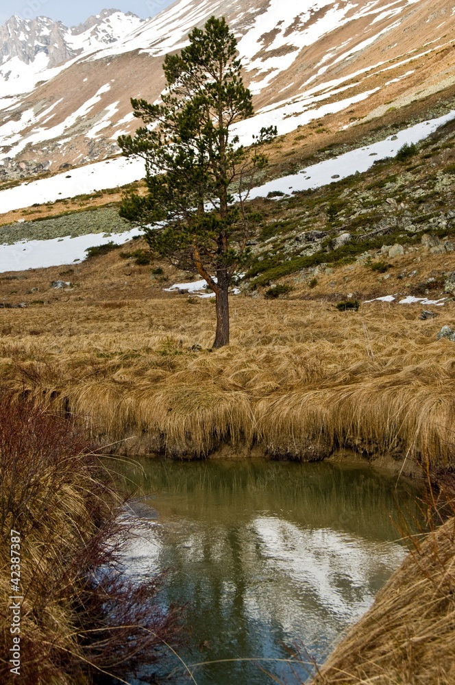 пейзаж с сосной