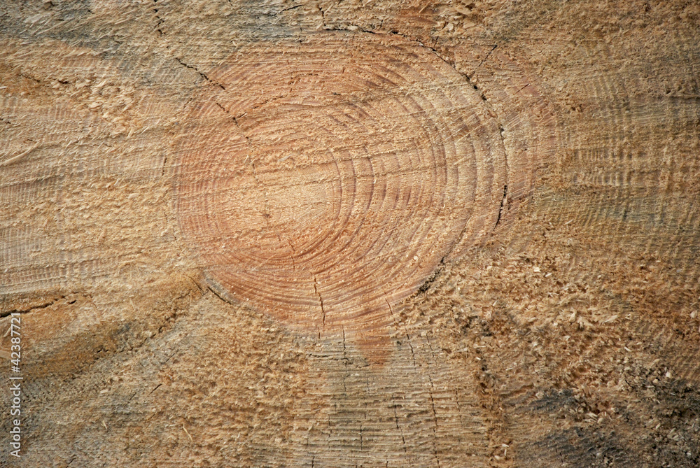 Naklejka premium Jahresringe