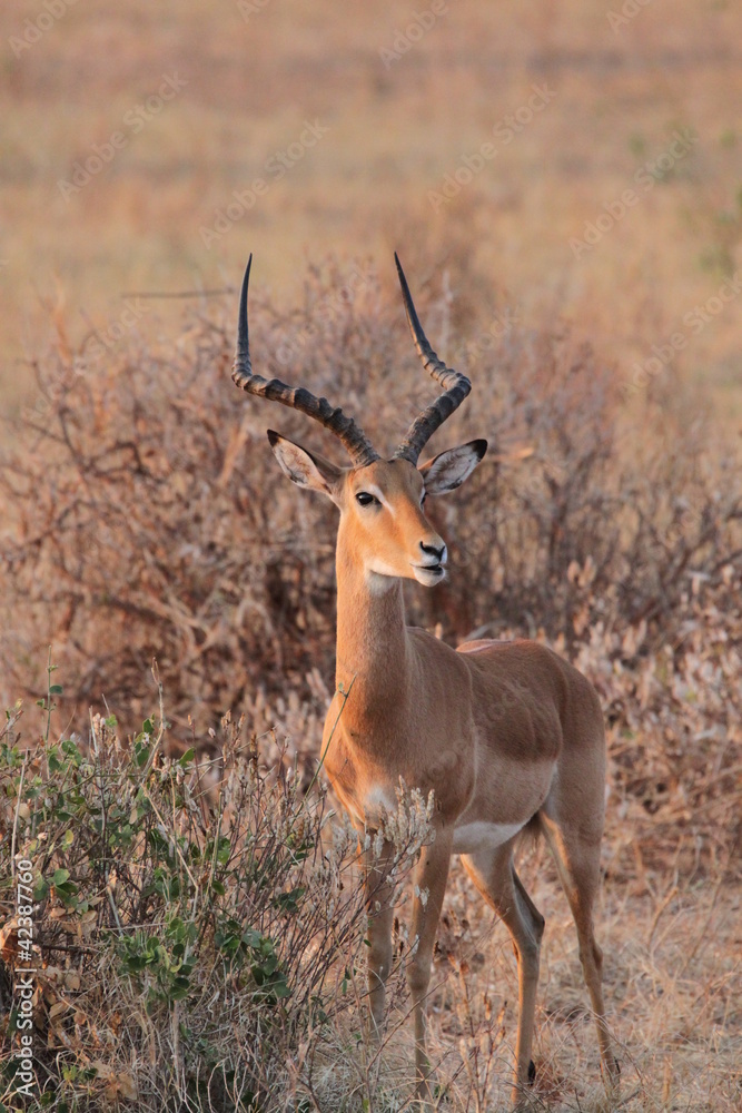 impala impala