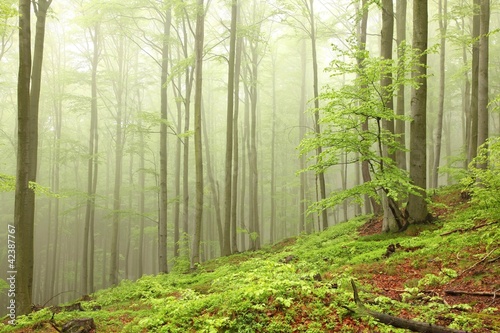 Landscape of beech forest on a foggy spring morning
