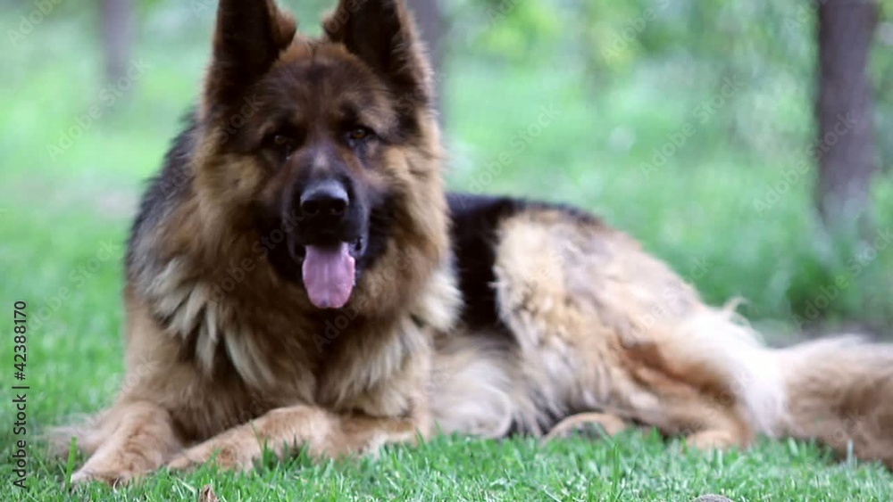 German Shepherd German Shepherd