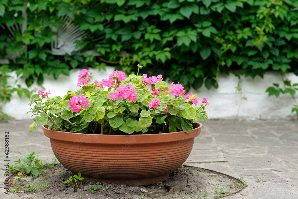 Geranium flowers in pot outdoors