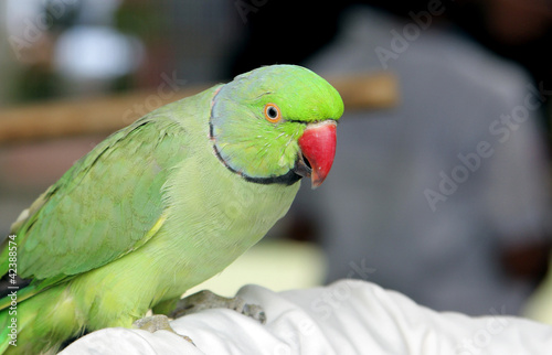 A beautiful green parrot photo