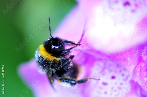 bee on foxglove © claireliz