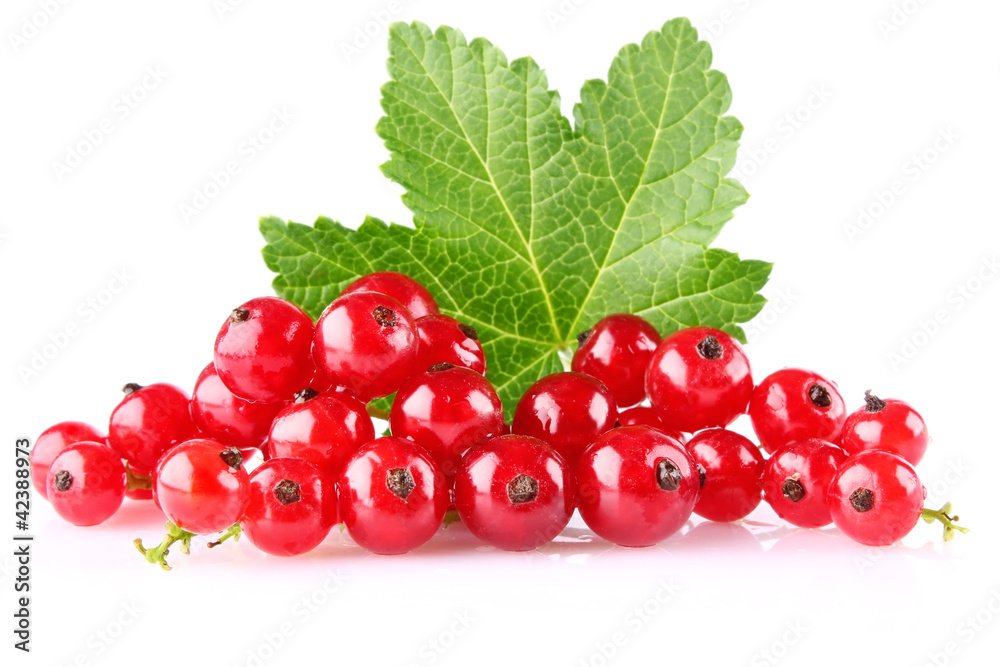 red currant with green leaf red currant with green leaf