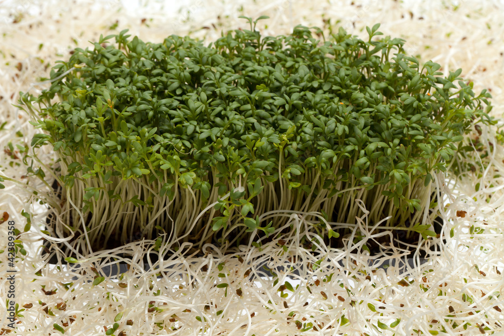 Fresh alfalfa sprouts and cress on white background