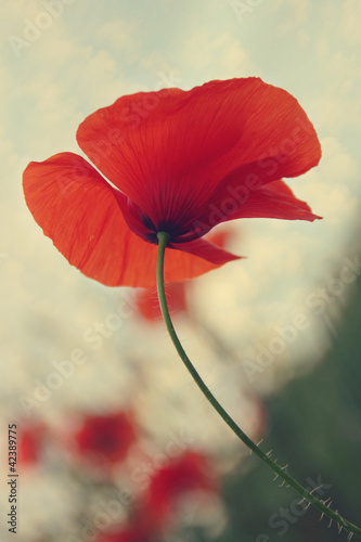 Red Poppy Against Blue Cloudy Sky