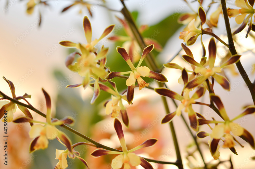 yellow orchids yellow orchids