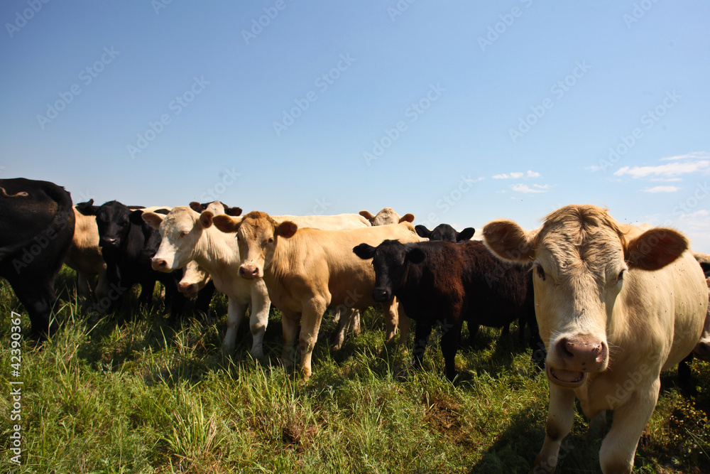 Heifers Arrayed in Mid-West Pasture Heifers Arrayed in Mid-West Pasture