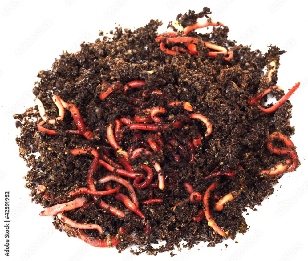 red worms in compost - bait for fishing red worms in compost - bait for fishing