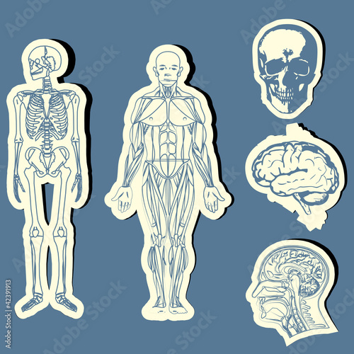 Human anatomy