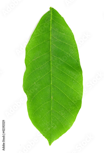 walnut leaf isolated on white