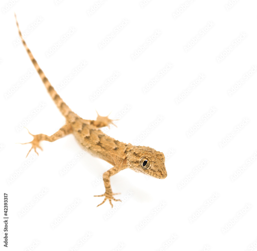 Naklejka premium brown spotted gecko reptile isolated on white