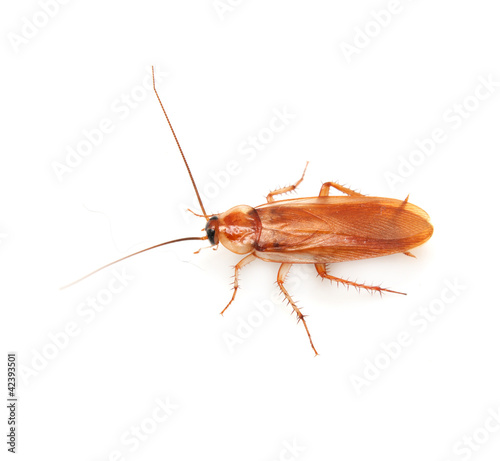 cockroach on a white background © schankz