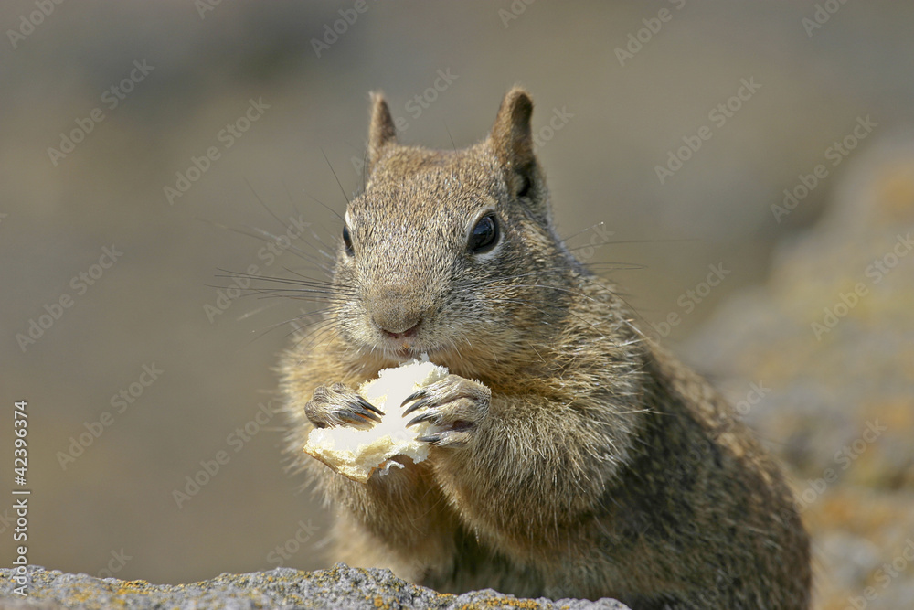 Fototapeta premium Hungry Squirrel