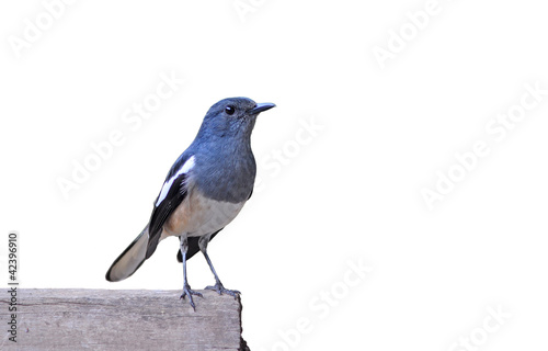 Bird Magpie isolated against white background.