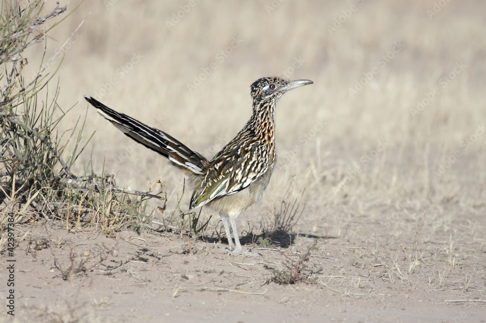 Greater Roadrunner (Geococcyx californianus) Greater Roadrunner (Geococcyx californianus)