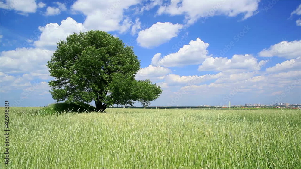 Wheaten field with a tree on and the blue sky