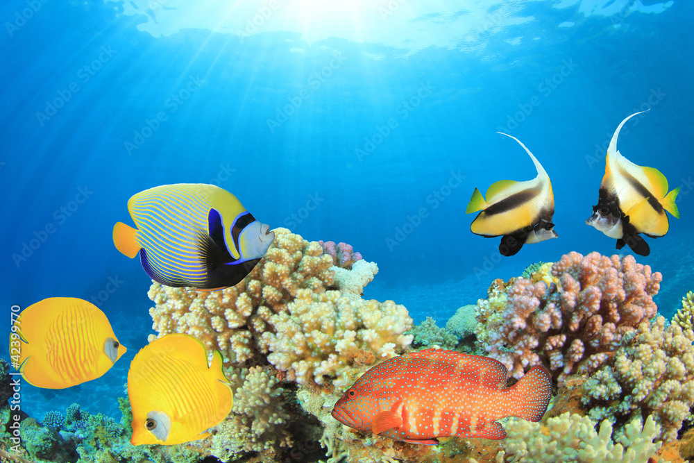 Fototapeta premium Tropical Fish and Coral Reef in Sunlight