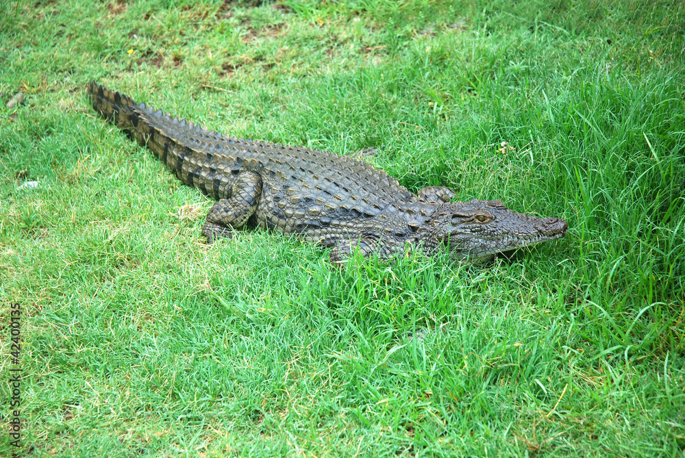 Crocodile Crocodile