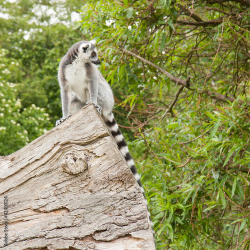 Ring-tailed lemur in captivity