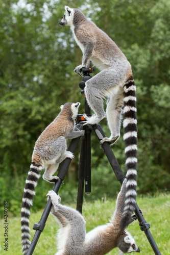 Ring-tailed lemurs sitting on tripod