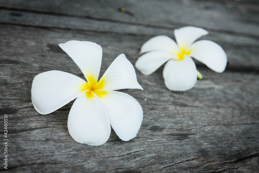 Obraz premium white tropical flower on the grunge old wood background