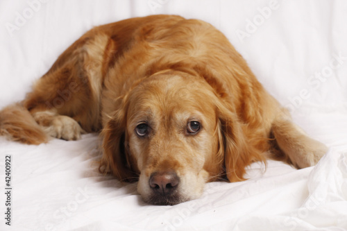 Bilde på lerret Golden Retriever