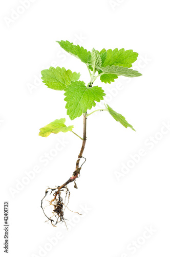 Fresh green melissa with root isolated on white