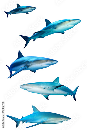 Sharks isolated on white background
