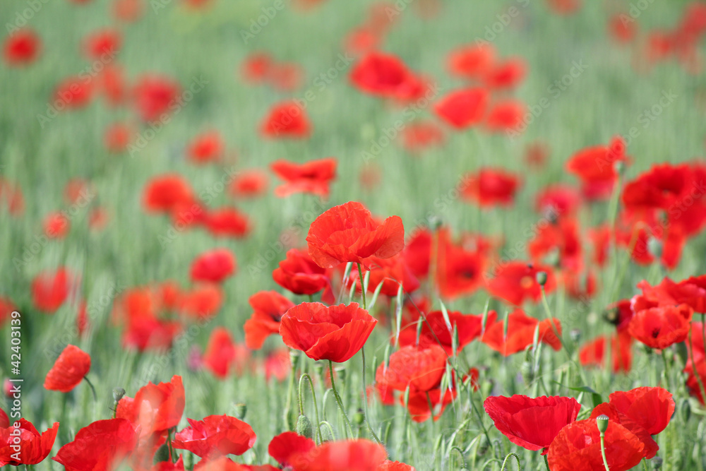 Fototapeta premium poppy and green wheat