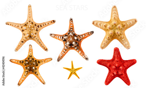 Sea stars.