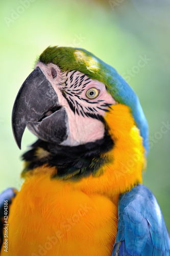 ルリコンゴウインコ