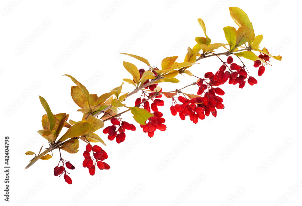red berberries branch on white