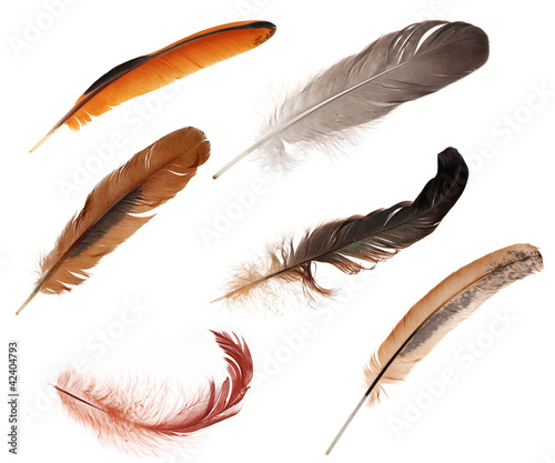 set of six color feathers