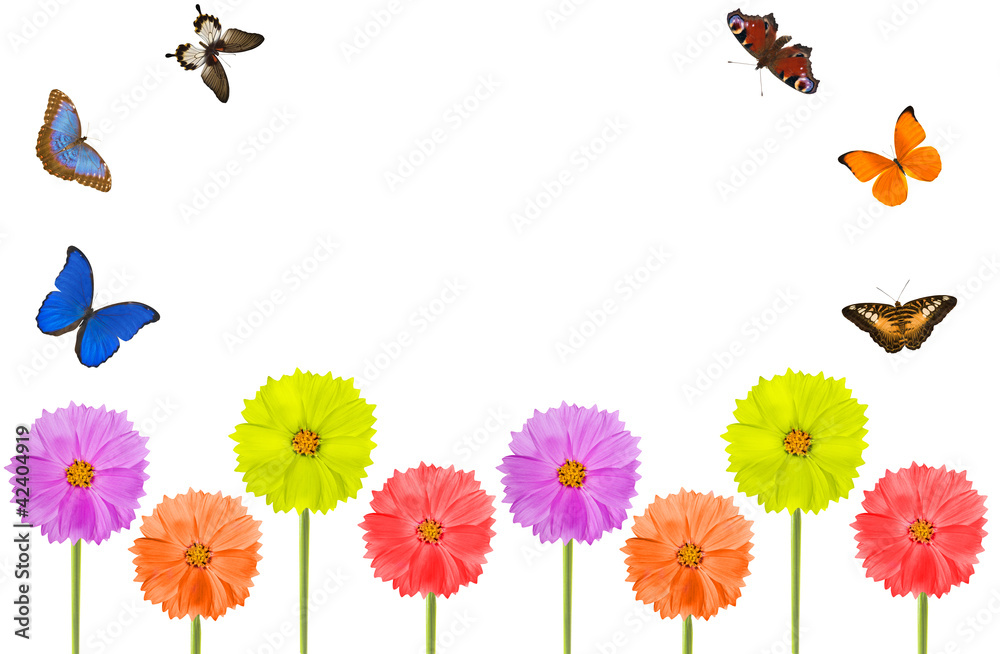 bright flowers and butterflies isolated on white