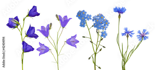 Fototapeta Naklejka Na Ścianę i Meble -  blue flowers collection isolated on white