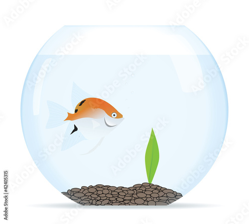 Fish tank with angel-fish