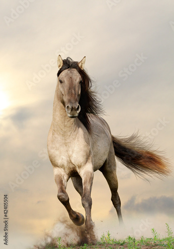 Obraz na płótnie wild stallion running in sunset w salonie