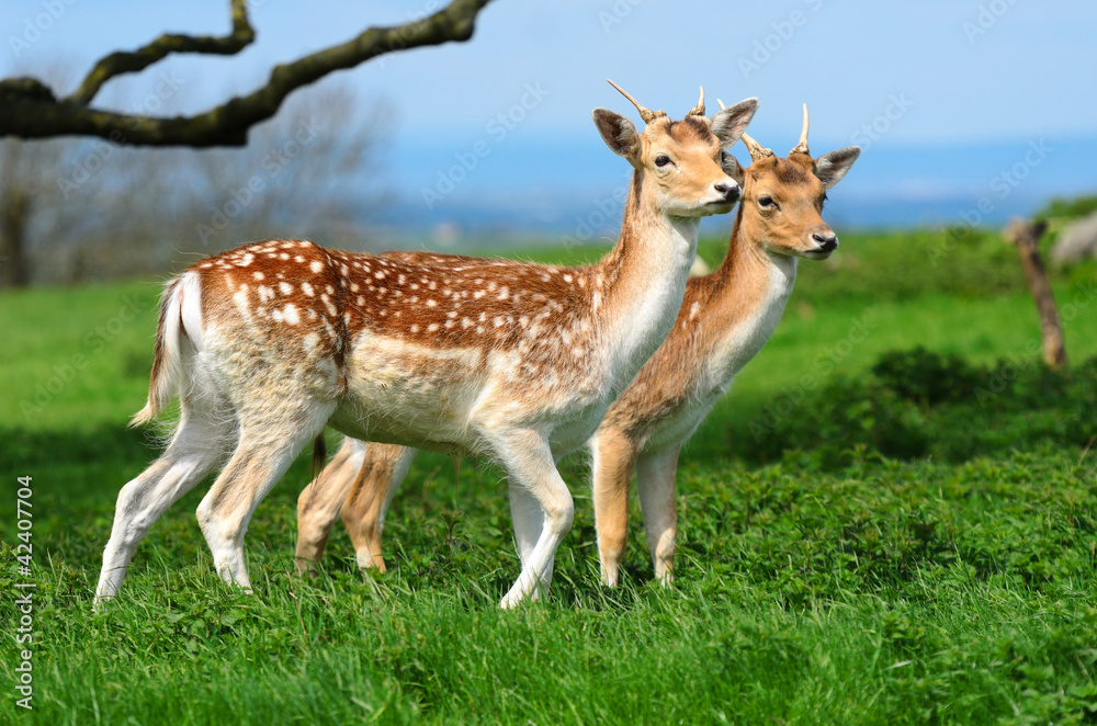 Fallow Deer Fallow Deer