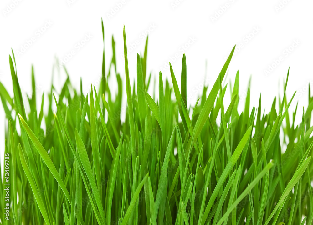 Naklejka Granica trawy